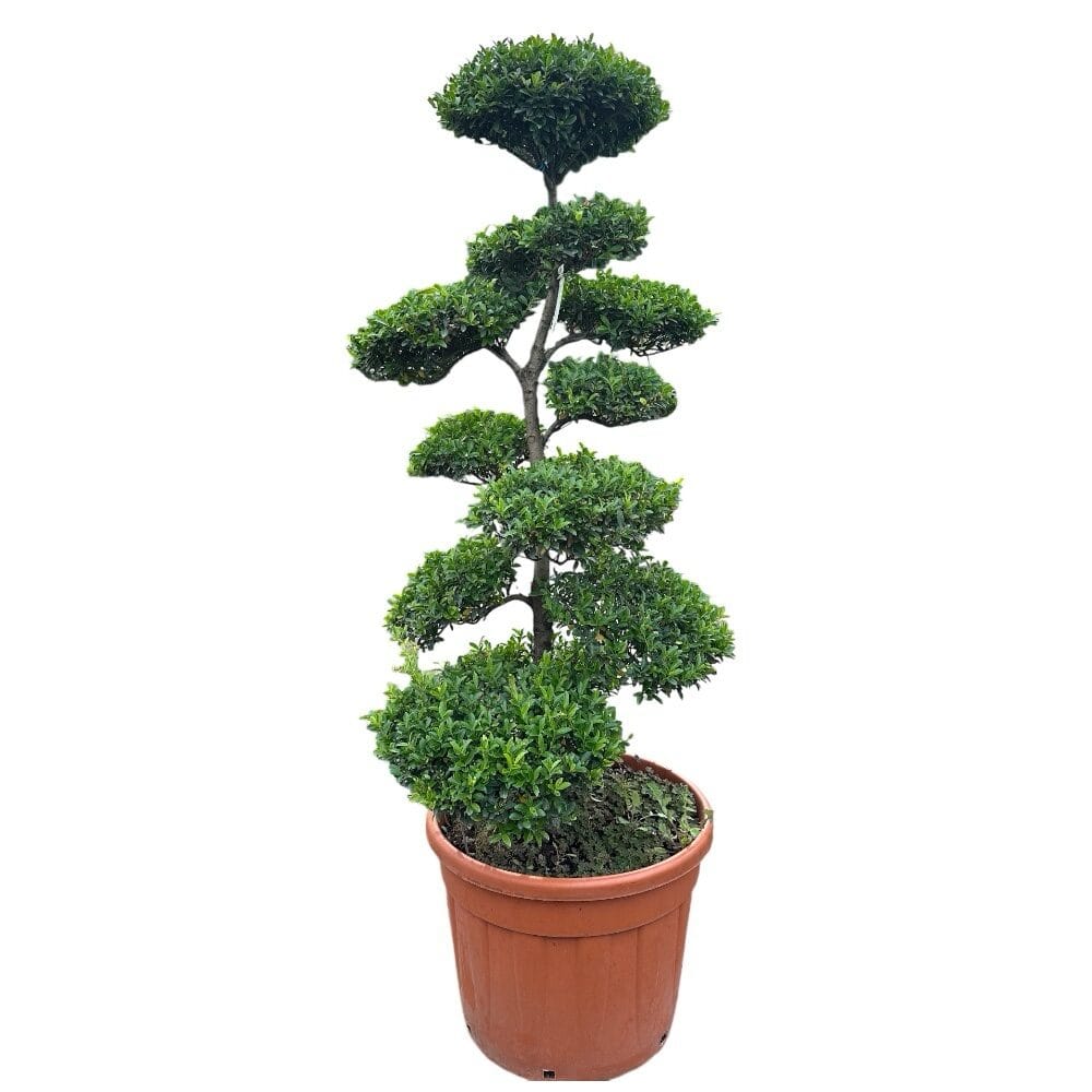 Japán magyal (ilex crenata ‘blondie’)