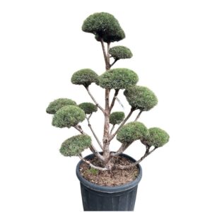 Törpefenyő (pinus mugo)