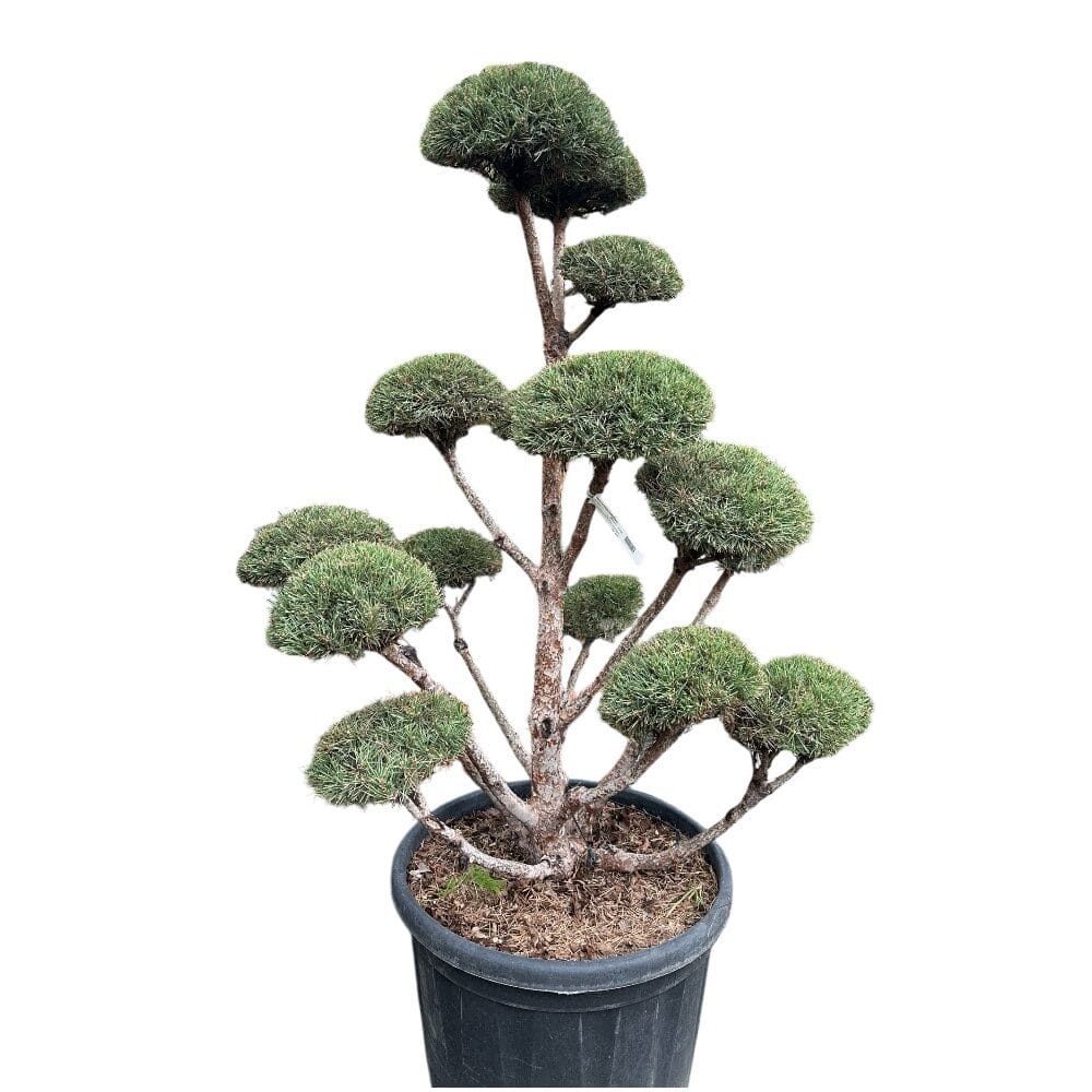 Törpefenyő (pinus mugo)
