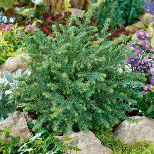 Lucfenyő (picea abies ‘Nidiformis’)