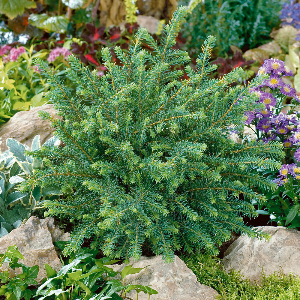 Lucfenyő (picea abies ‘Nidiformis’)