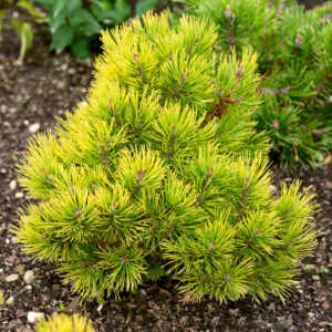 Hegyi fenyő (pinus mugo ‘Ophir’)