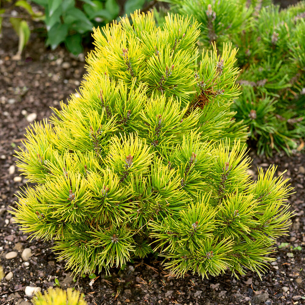 Hegyi fenyő (pinus mugo ‘Ophir’)