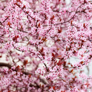Vérszilva / díszszilva (prunus cerasifera ‘woodii’)