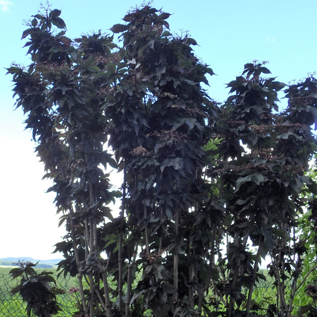 Fekete bodza (sambucus nigra ‘Black Tower’)