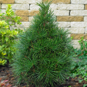 Japán ernyőfenyő (sciadopitys verticillata ‘green diamond’)