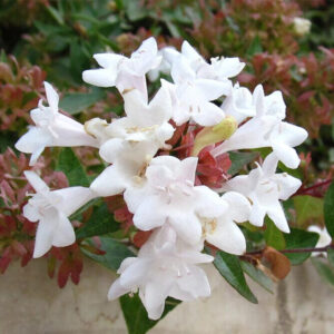 Nagyvirágú tárnicslonc (abelia × grandiflora ‘compacta’)