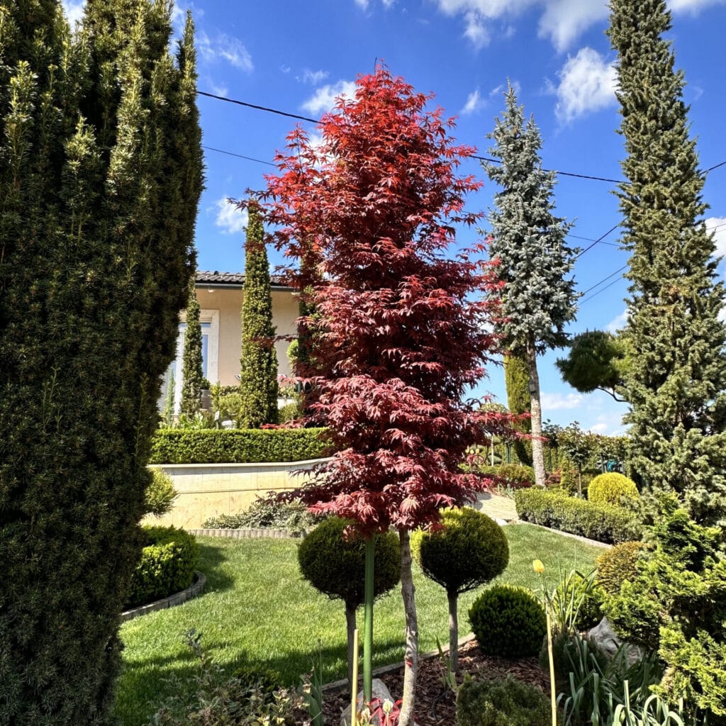 Bordó levelű oszlopos juhar (acer platanoides ‘crimson sentry’)