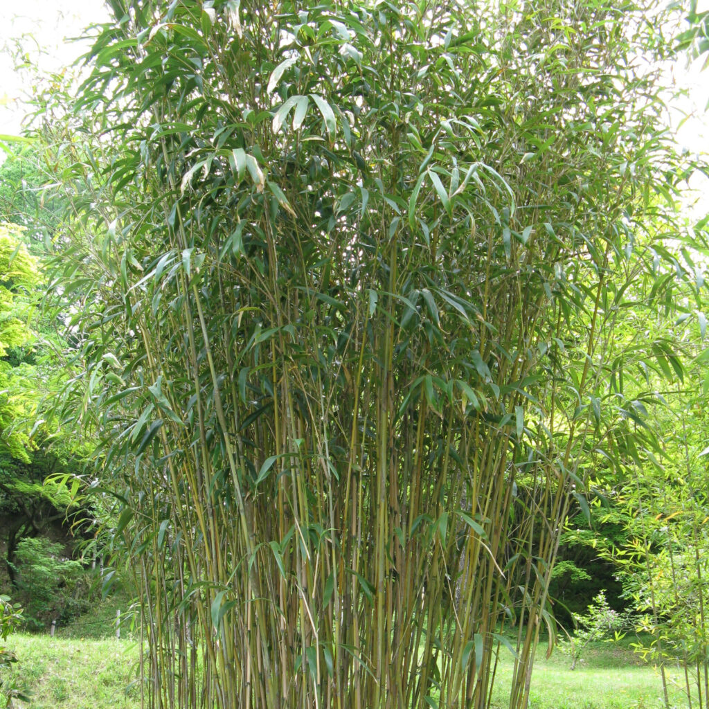 Japán bambusz (Bambusa japonica ‘Tsutsumiana’)