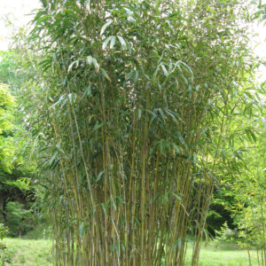 Japán bambusz (Bambusa japonica ‘Tsutsumiana’)