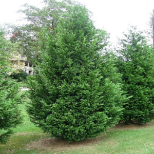Oszlopos leylandi ciprus (cupressocyparis leylandii ‘green rocket’)