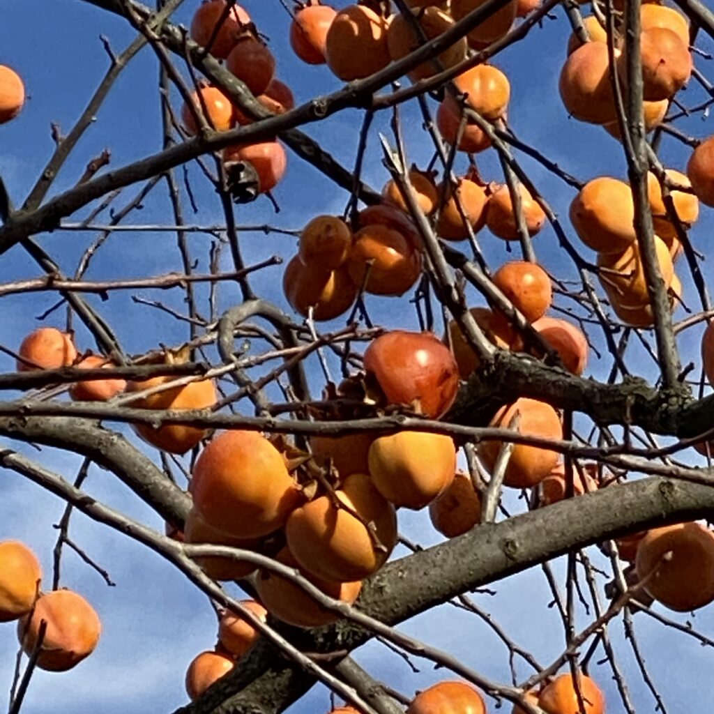 Kaki szilva, datolyaszilva (diospyros kaki ‘rojo brillante’)