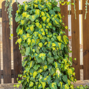Kaukázusi borostyán (Hedera colchica ‘Sulphur Heart’)