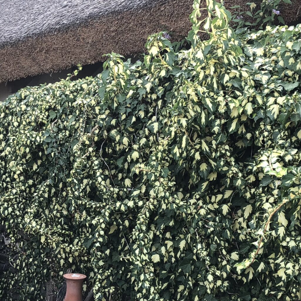 Közönséges borostyán (Hedera helix ‘Goldheart’)