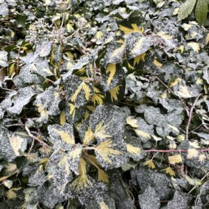 Közönséges borostyán (Hedera helix ‘Goldheart’)