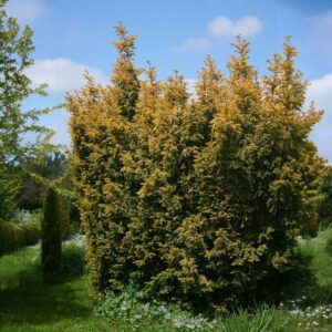 Oszlopos tiszafa (Taxus baccata ‘Overeynderi’)