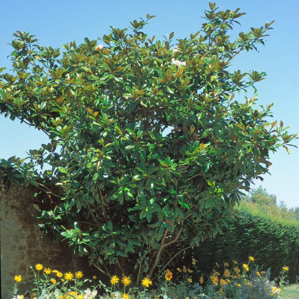 Örökzöld liliombokor (magnolia grandiflora ‘gallisoniensis’)