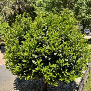 Nagylevelű babérmeggy fa (prunus laurocerasus ‘novita’)