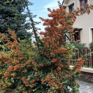 Tűztövis (pyracantha ‘Teton’)