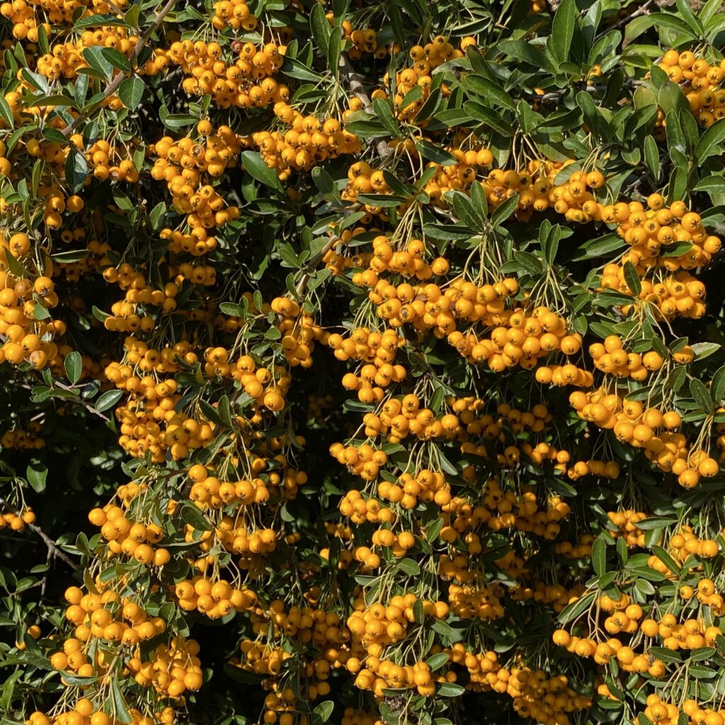 Tűztövis (pyracantha hybrida ‘Orange Glow’)
