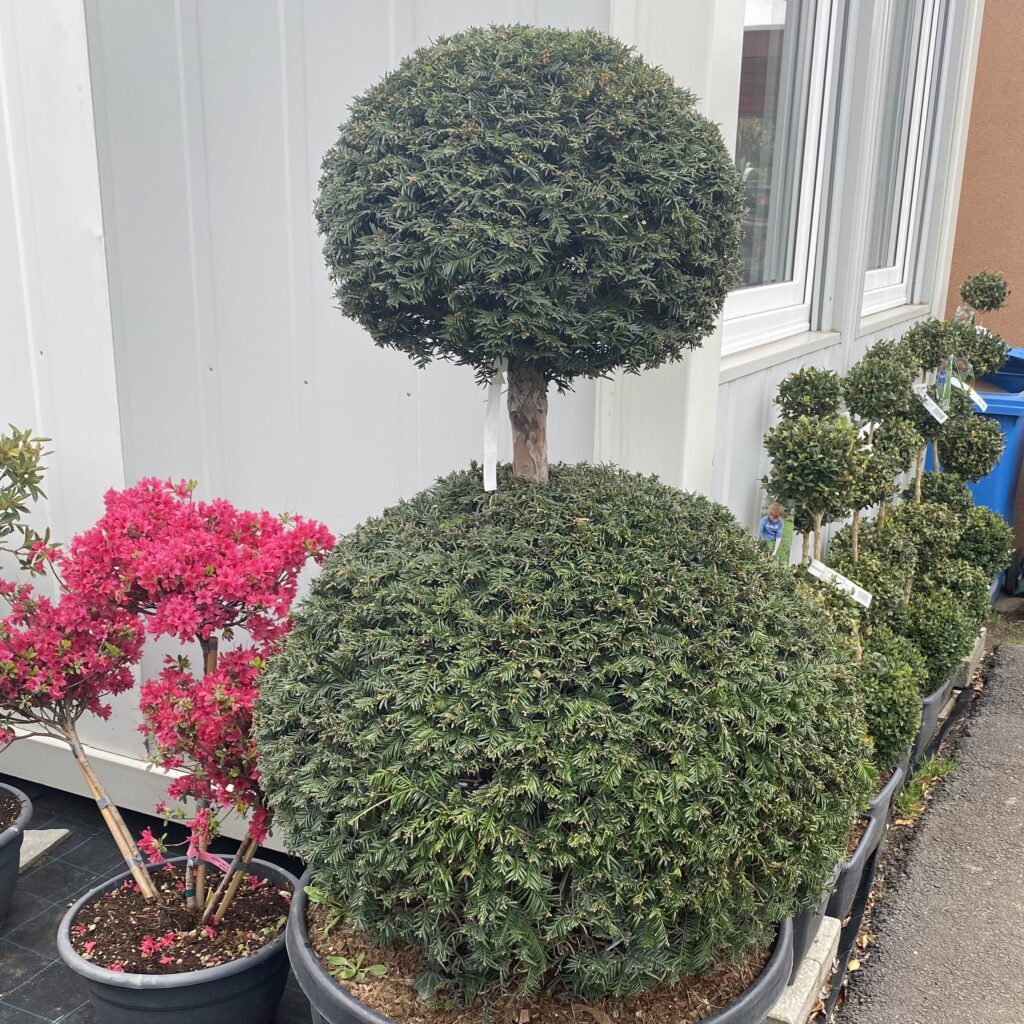 Pom-pon formájú tiszafa (taxus baccata ‘repandens aurea’)