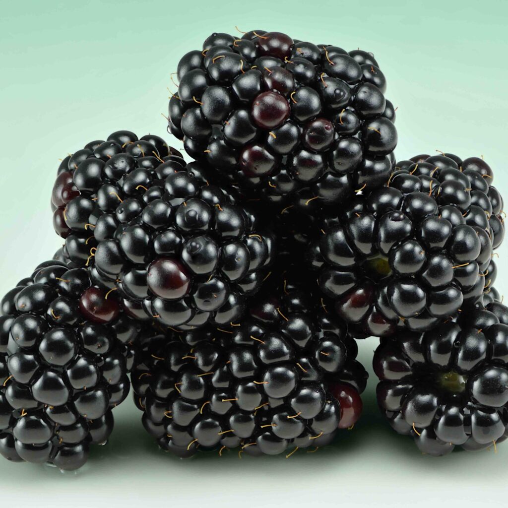 Tüskétlen fekete szeder (RUBUS FRUTICOSA ‘DIRKSEN’)