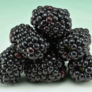 Tüskétlen fekete szeder (RUBUS FRUTICOSA ‘DIRKSEN’)