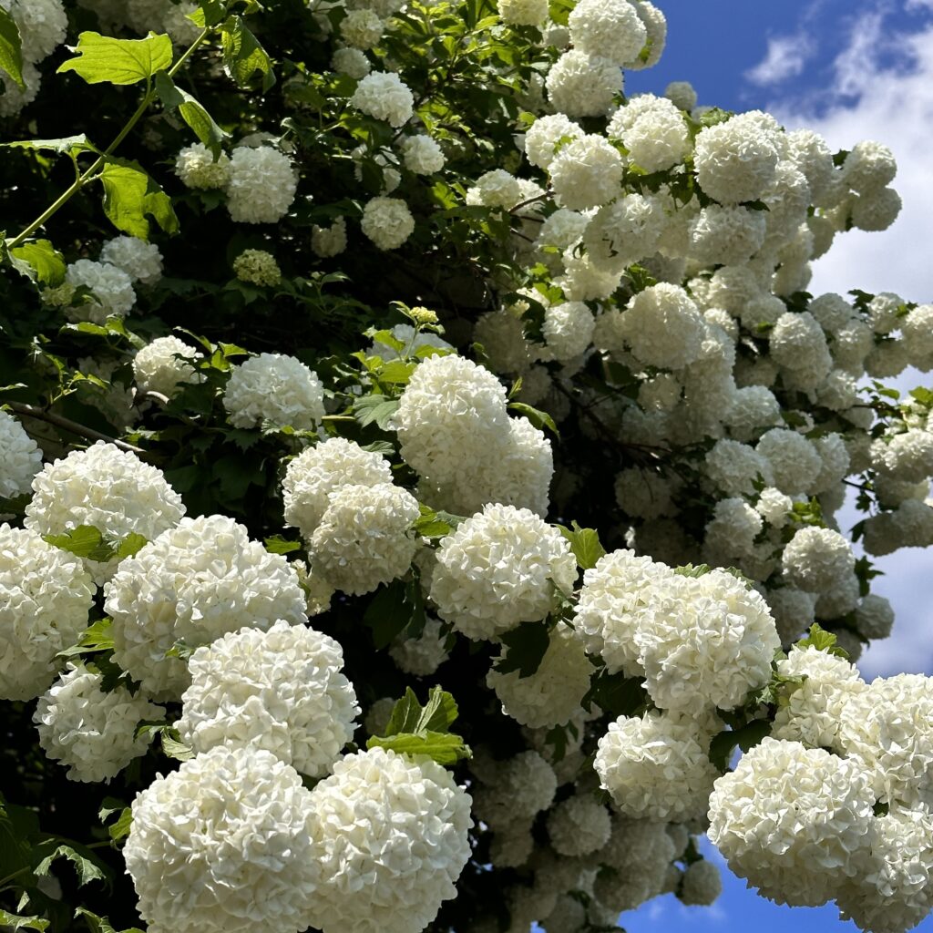 Kányabangita (viburnum opulus ‘compactum’)