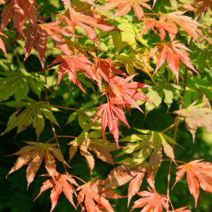 Japán juhar (acer ‘north wind’)
