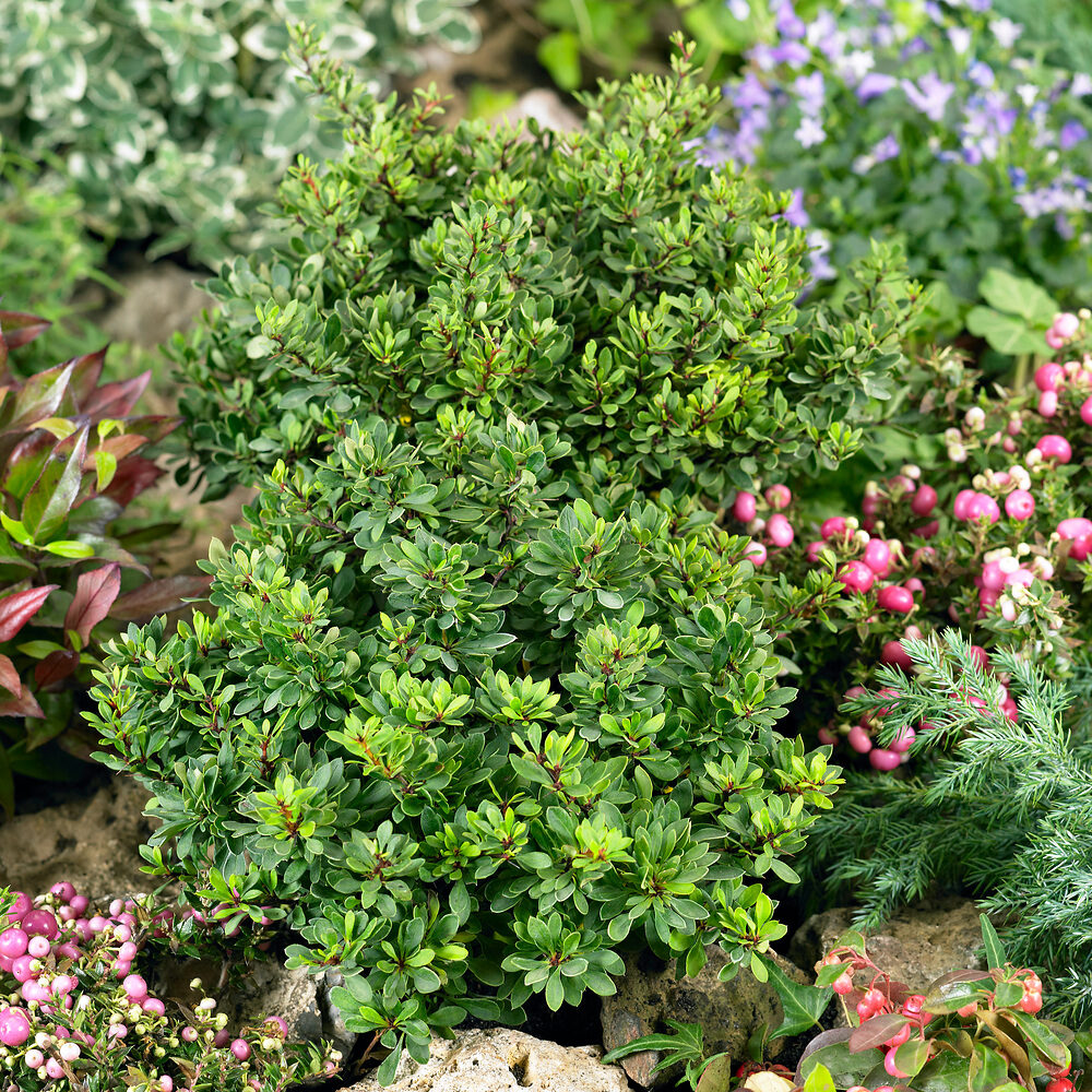 Japán borbolya (berberis thunbergii ‘Kobold’)