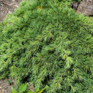 Himalájai cédrus (cedrus deodara ‘prostrata’)