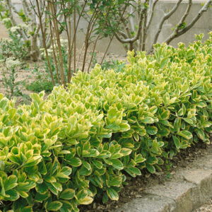 Japán kecskerágó (euonymus japonicus ‘Aureomarginata’)