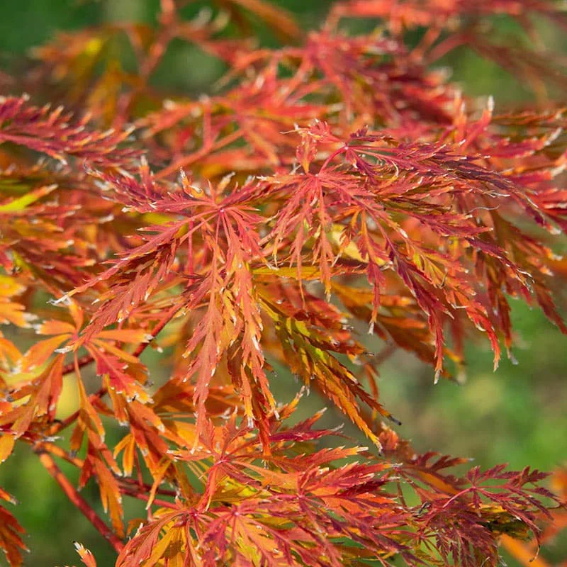 Japán juhar (acer ‘ice dragon’)