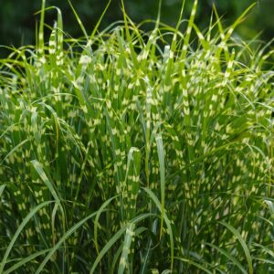 Zebrafű (Miscanthus sinensis ‘Zebrinus’)