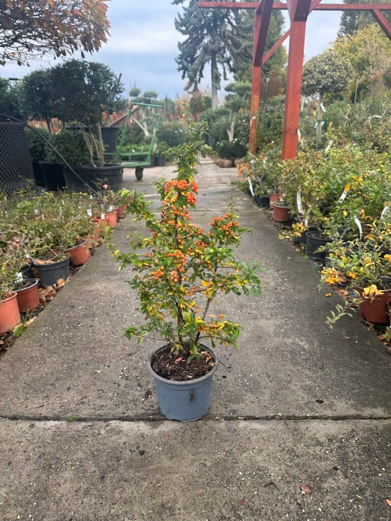 Tűztövis (pyracantha ‘Teton’)
