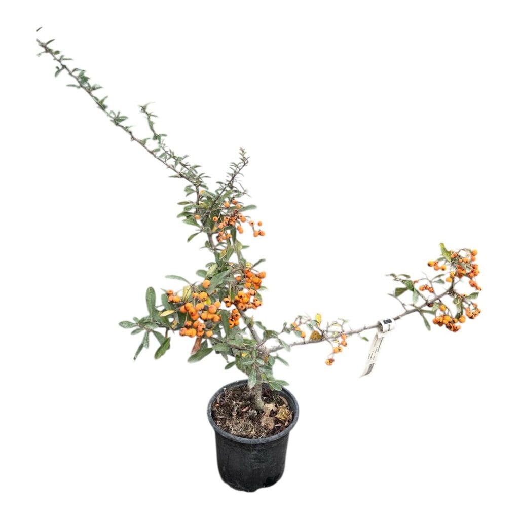 Tűztövis (pyracantha hybrida ‘Orange Glow’)