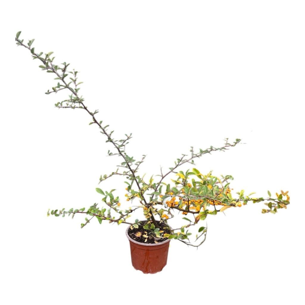 Tűztövis (pyracantha hybrida ‘Soleil d’Or’)