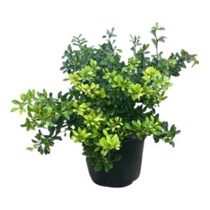 Japán borbolya (berberis thunbergii ‘Kobold’)