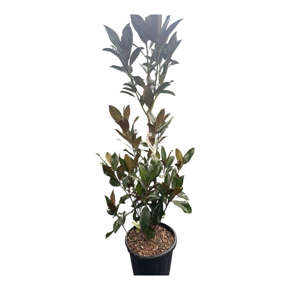 Örökzöld liliombokor (magnolia grandiflora ‘gallisoniensis’)