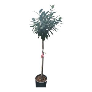 Nagylevelű babérmeggy fa (prunus laurocerasus ‘novita’)