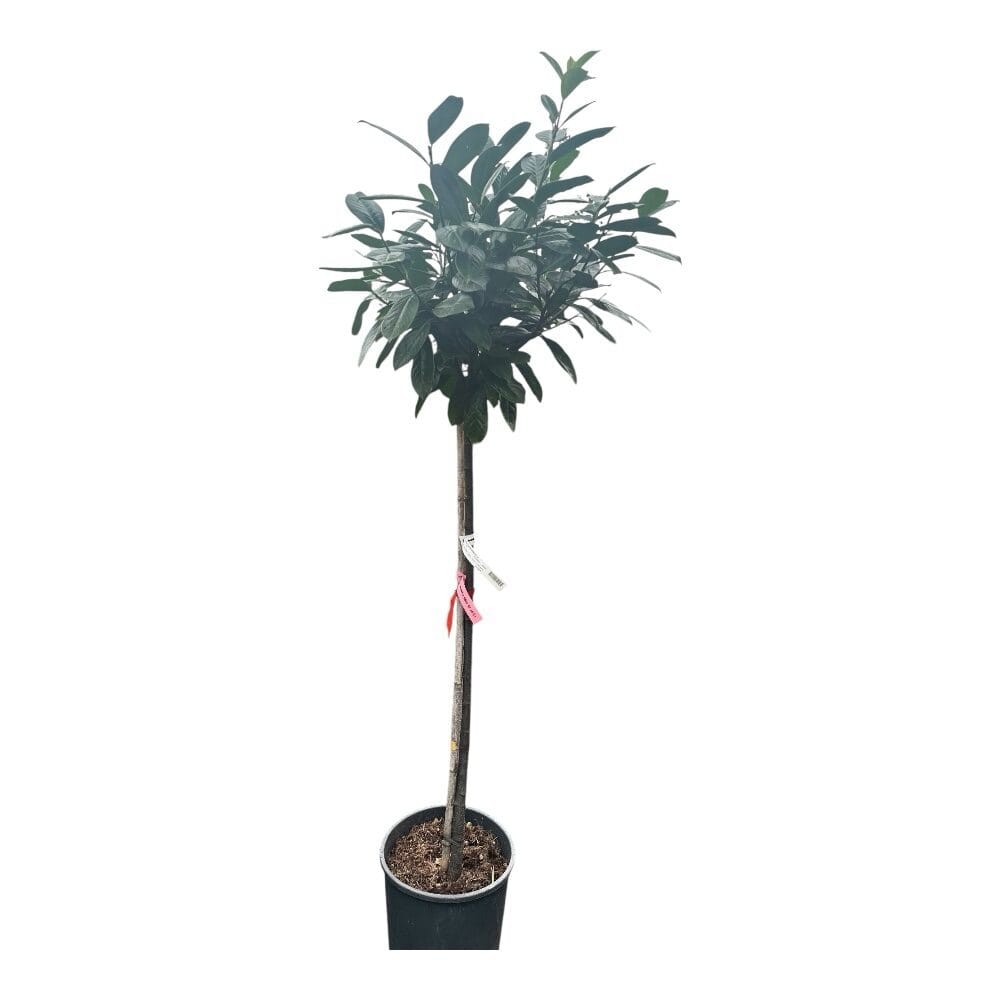 Nagylevelű babérmeggy fa (prunus laurocerasus ‘novita’)