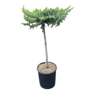 Törzses fövenyboróka (Juniperus conferta ‘Slager’)