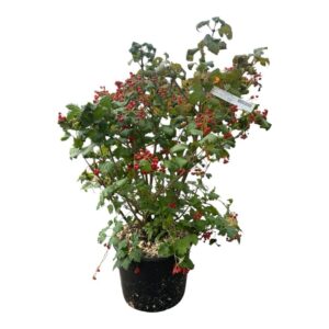 Kányabangita (viburnum opulus ‘compactum’)