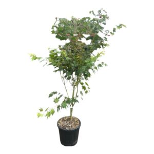 Japán juhar (acer ‘north wind’)