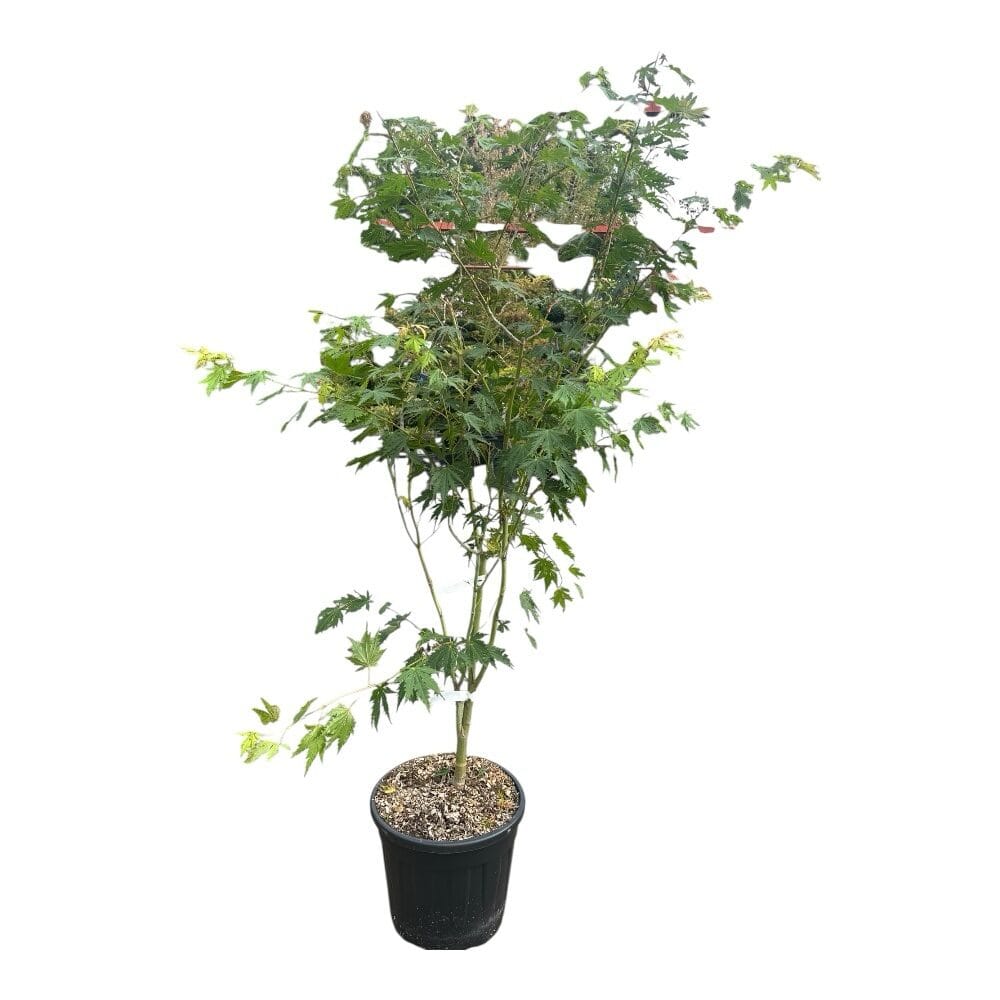 Japán juhar (acer ‘north wind’)