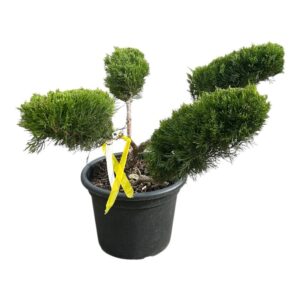 Pom-pon zöld terülő boróka (juniperus media ‘mint julep’)