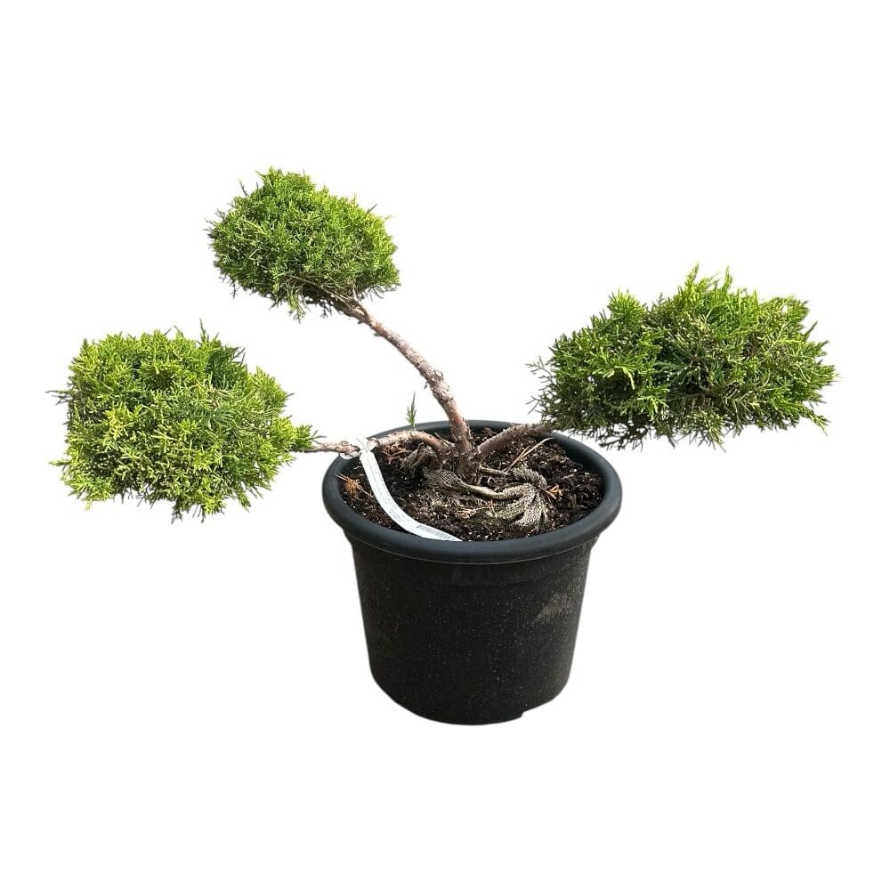 3 fejű aranytarka boróka (juniperus × media ‘old gold’)