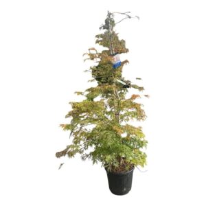 Japán juhar (acer ‘ice dragon’)