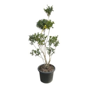 Pom-pon formára nyírt ovális levelű fagyal (ligustrum ovalifolium)