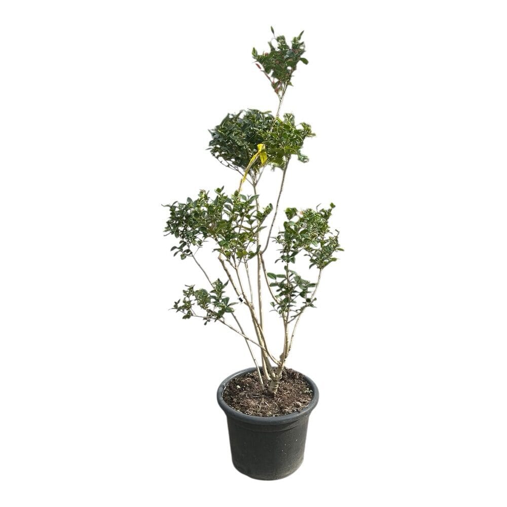 Pom-pon formára nyírt ovális levelű fagyal (ligustrum ovalifolium)